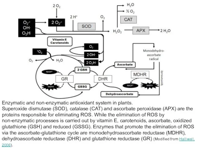 Enzymatic and non-enzymatic antioxidant system in plants. Superoxide dismutase (SOD),