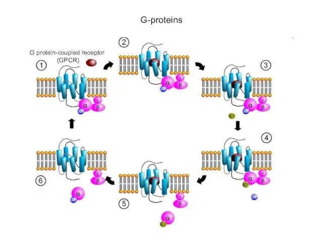 G-proteins G protein-coupled receptor (GPCR)