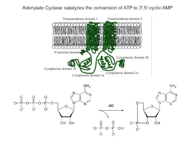 Adenylate Cyclase catalyzes the conversion of ATP to 3',5'-cyclic AMP