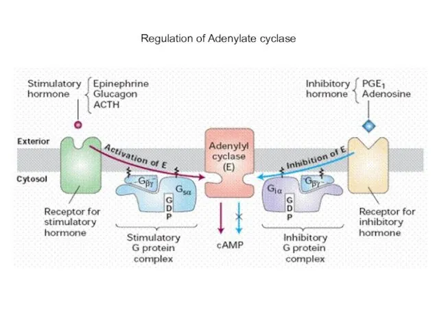 Regulation of Adenylate cyclase