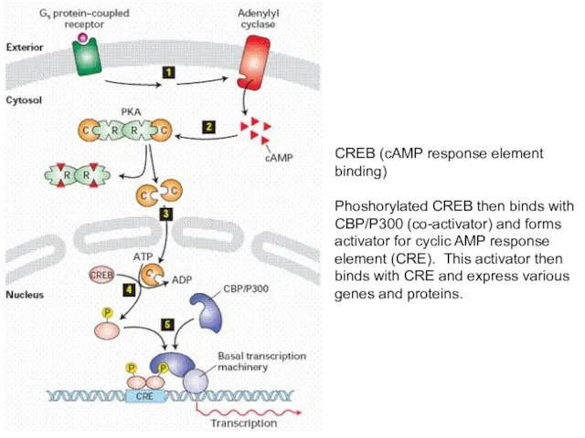 CREB (cAMP response element binding) Phoshorylated CREB then binds with