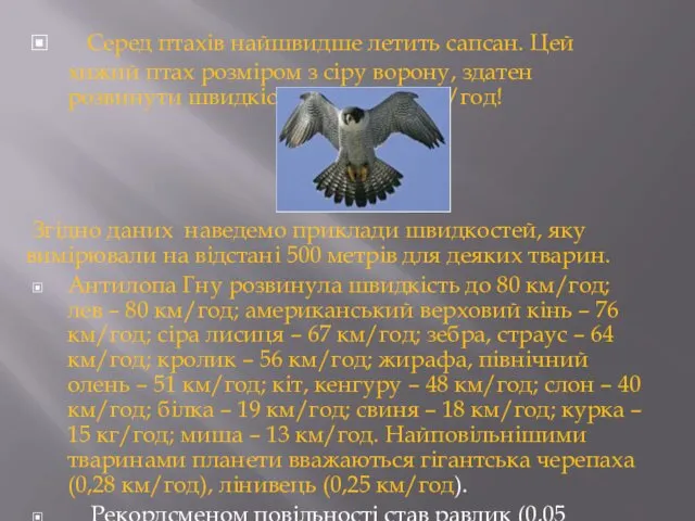 Серед птахів найшвидше летить сапсан. Цей хижий птах розміром з