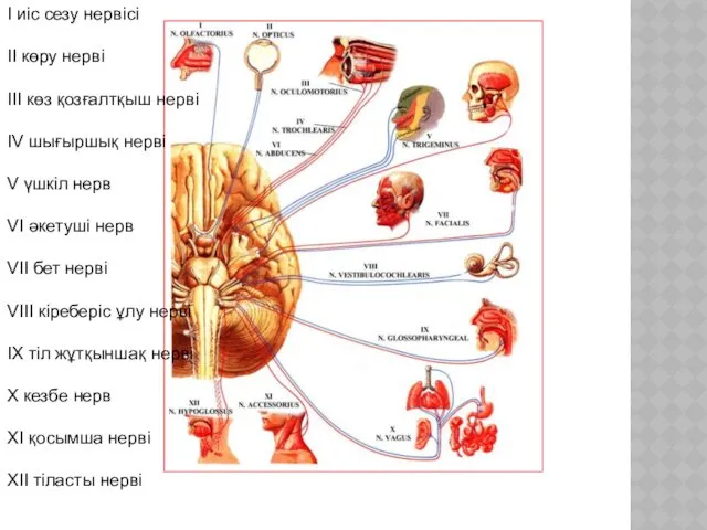 I иіс сезу нервісі II көру нерві III көз қозғалтқыш