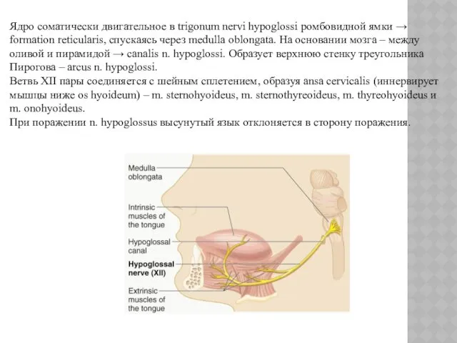 Ядро соматически двигательное в trigonum nervi hypoglossi ромбовидной ямки →