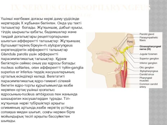 IX NERVUS GLOSSOPHARYNGEUS ТІЛЖҰТҚЫНШАҚ НЕРВ, АРАЛАС Үшінші желбезек доғасы нерві