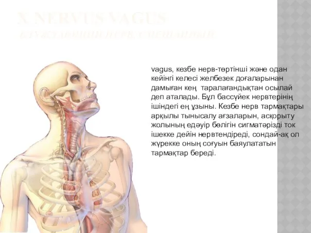 X NERVUS VAGUS БЛУЖДАЮЩИЙ НЕРВ, СМЕШАННЫЙ vagus, кезбе нерв-төртінші және