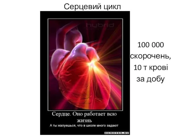 Серцевий цикл 100 000 скорочень, 10 т крові за добу