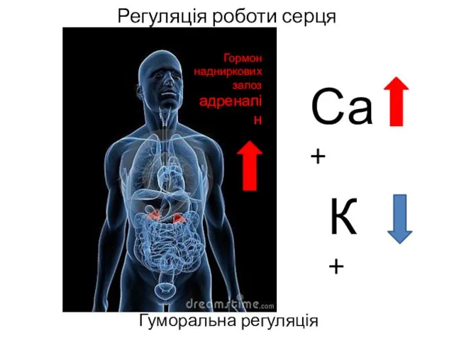 Регуляція роботи серця Гуморальна регуляція Гормон надниркових залоз адреналін Са+ К+