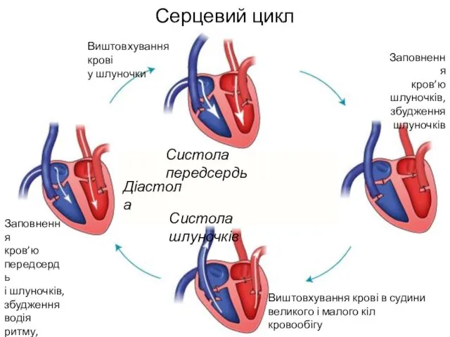 Серцевий цикл Діастола Заповнення кров’ю передсердь і шлуночків, збудження водія ритму, збудження передсердь