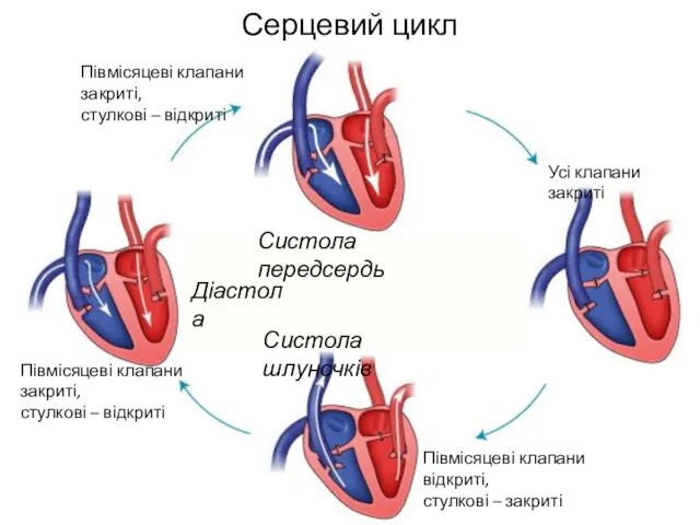 Серцевий цикл Діастола Систола передсердь Систола шлуночків Півмісяцеві клапани закриті, стулкові – відкриті