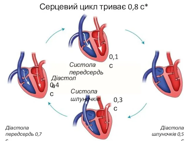 Серцевий цикл триває 0,8 с* Діастола Систола передсердь Систола шлуночків 0,1 с 0,3