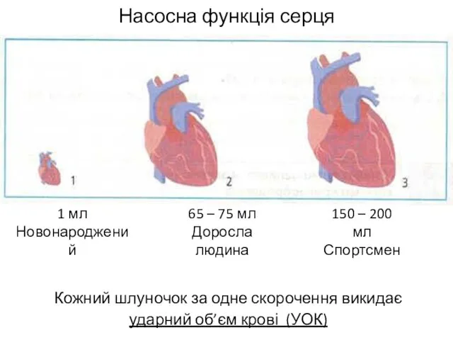 Насосна функція серця Кожний шлуночок за одне скорочення викидає ударний об’єм крові (УОК)