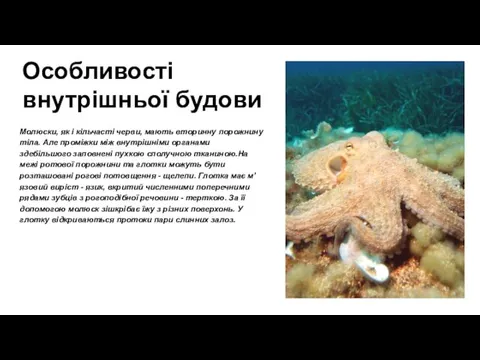 Особливості внутрішньої будови Молюски, як і кільчасті черви, мають вторинну