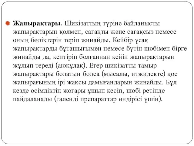 Жапырақтары. Шикізаттың түріне байланысты жапырақтарын қолмен, сағақты және сағақсыз немесе