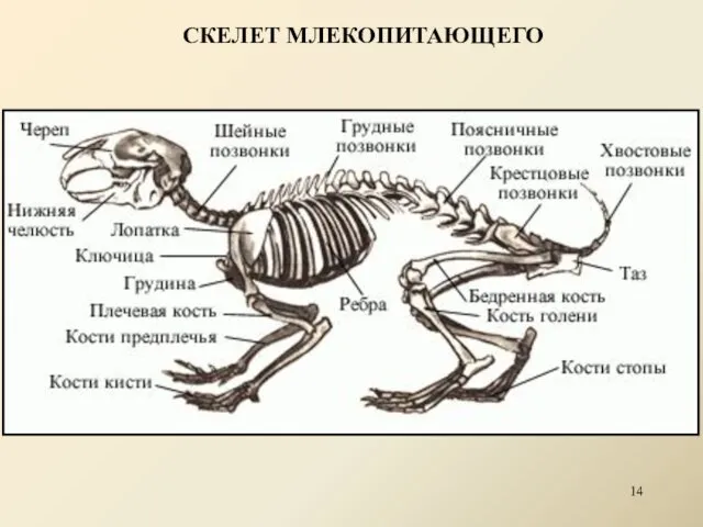 СКЕЛЕТ МЛЕКОПИТАЮЩЕГО