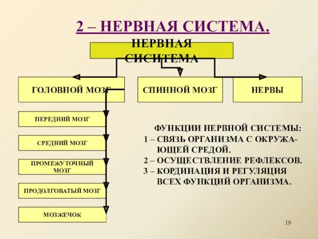 2 – НЕРВНАЯ СИСТЕМА. НЕРВНАЯ СИСИТЕМА ГОЛОВНОЙ МОЗГ СПИННОЙ МОЗГ