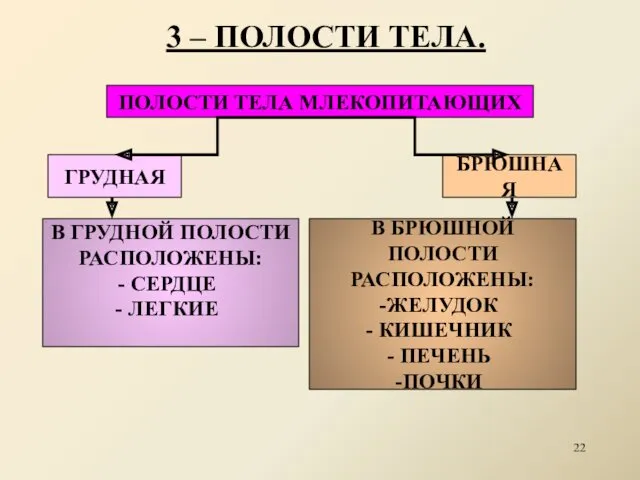 3 – ПОЛОСТИ ТЕЛА. ГРУДНАЯ БРЮШНАЯ ПОЛОСТИ ТЕЛА МЛЕКОПИТАЮЩИХ В