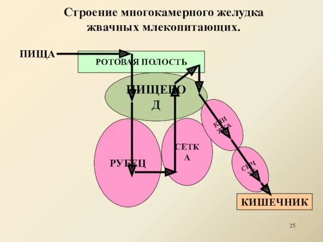 ПИЩЕВОД Строение многокамерного желудка жвачных млекопитающих. СЕТКА РУБЕЦ КНИЖКА СЫЧУГ РОТОВАЯ ПОЛОСТЬ ПИЩА КИШЕЧНИК