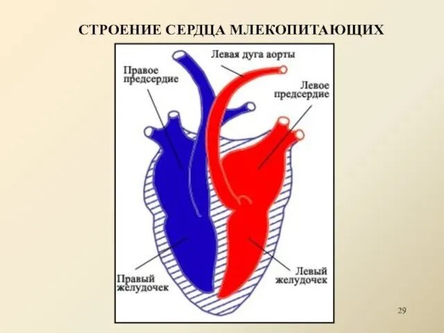 СТРОЕНИЕ СЕРДЦА МЛЕКОПИТАЮЩИХ