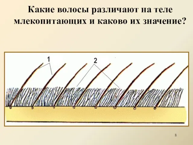 Какие волосы различают на теле млекопитающих и каково их значение?