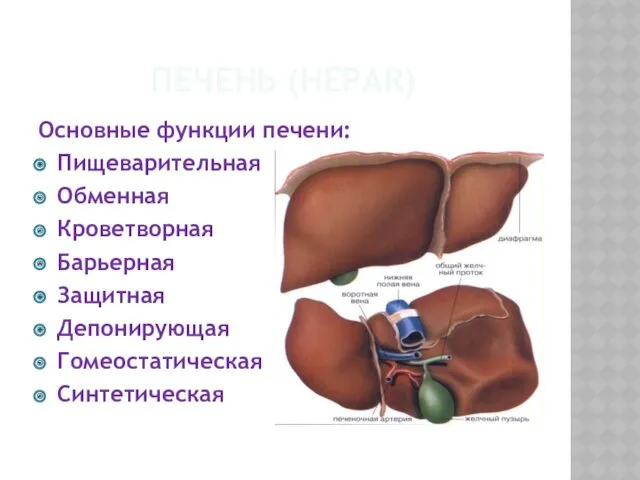 ПЕЧЕНЬ (HEPAR) Основные функции печени: Пищеварительная Обменная Кроветворная Барьерная Защитная Депонирующая Гомеостатическая Синтетическая