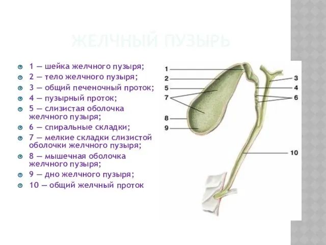 ЖЕЛЧНЫЙ ПУЗЫРЬ 1 — шейка желчного пузыря; 2 — тело