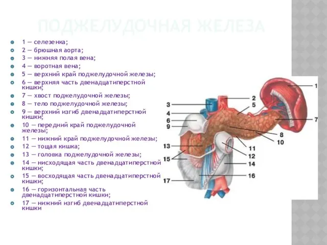 ПОДЖЕЛУДОЧНАЯ ЖЕЛЕЗА 1 — селезенка; 2 — брюшная аорта; 3