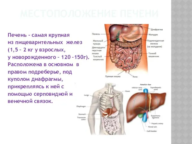 МЕСТОПОЛОЖЕНИЕ ПЕЧЕНИ Печень - самая крупная из пищеварительных желез (1,5