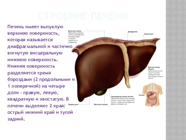 СТРОЕНИЕ ПЕЧЕНИ Печень имеет выпуклую верхнюю поверхность, которая называется диафрагмальной