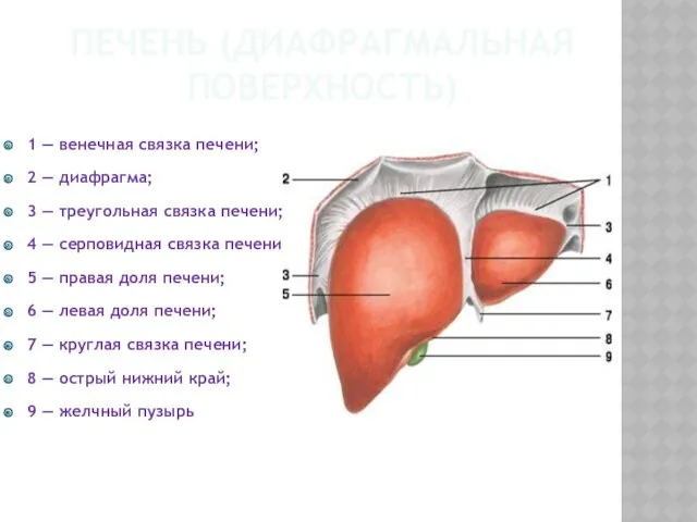 ПЕЧЕНЬ (ДИАФРАГМАЛЬНАЯ ПОВЕРХНОСТЬ) 1 — венечная связка печени; 2 —