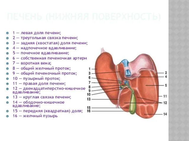 ПЕЧЕНЬ (НИЖНЯЯ ПОВЕРХНОСТЬ) 1 — левая доля печени; 2 —