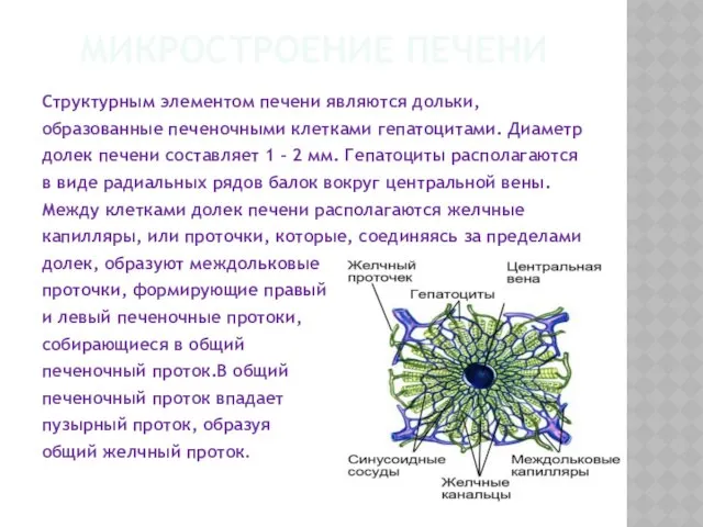 МИКРОСТРОЕНИЕ ПЕЧЕНИ Структурным элементом печени являются дольки, образованные печеночными клетками