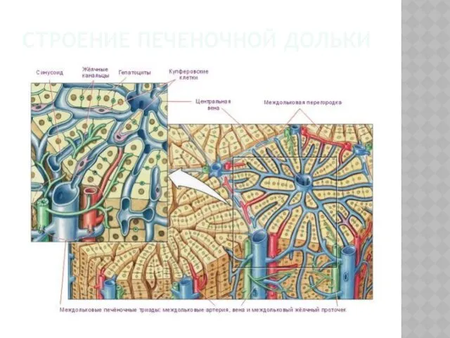 СТРОЕНИЕ ПЕЧЕНОЧНОЙ ДОЛЬКИ