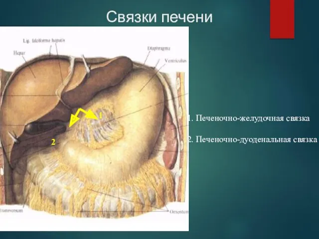 Связки печени 1 2 1. Печеночно-желудочная связка 2. Печеночно-дуоденальная связка