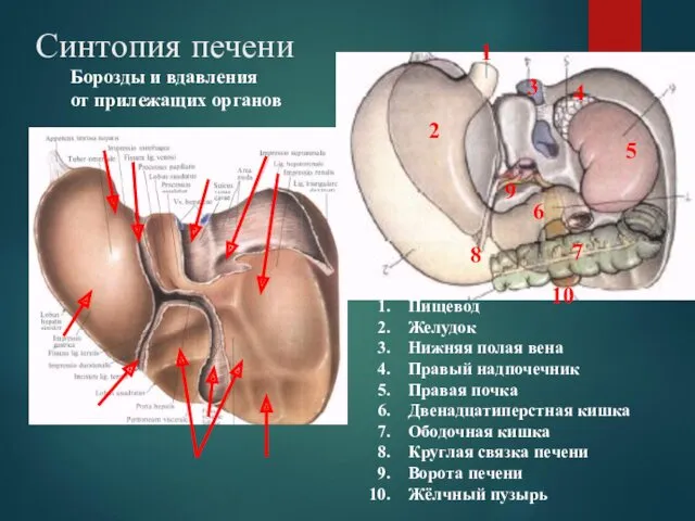 Синтопия печени Пищевод Желудок Нижняя полая вена Правый надпочечник Правая