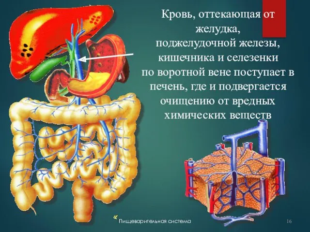 Пищеварительная система Кровь, оттекающая от желудка, поджелудочной железы, кишечника и