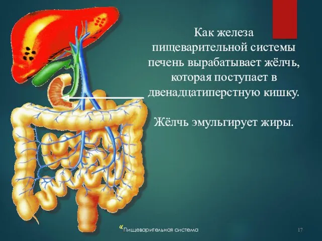 Пищеварительная система Как железа пищеварительной системы печень вырабатывает жёлчь, которая