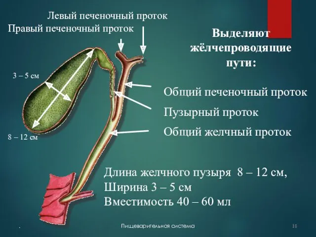 . Пищеварительная система Длина желчного пузыря 8 – 12 см,