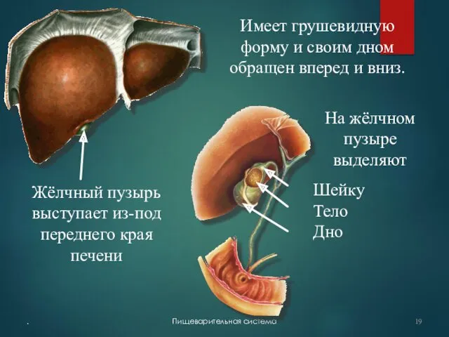 . Пищеварительная система Жёлчный пузырь выступает из-под переднего края печени