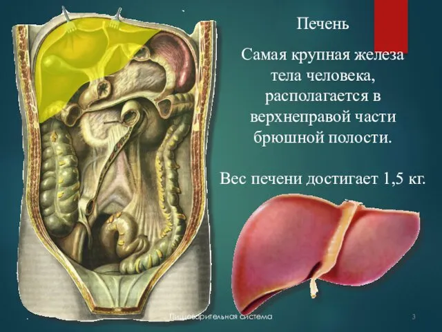 Печень Самая крупная железа тела человека, располагается в верхнеправой части