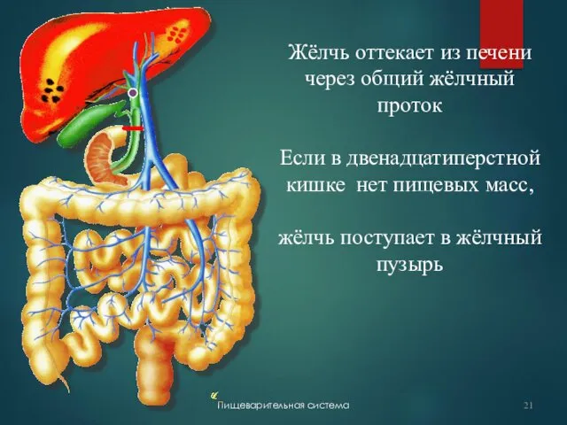 Пищеварительная система Жёлчь оттекает из печени через общий жёлчный проток