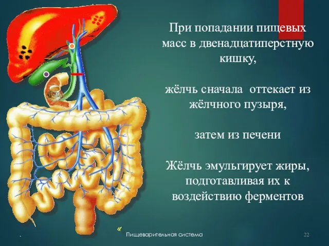 . Пищеварительная система При попадании пищевых масс в двенадцатиперстную кишку,