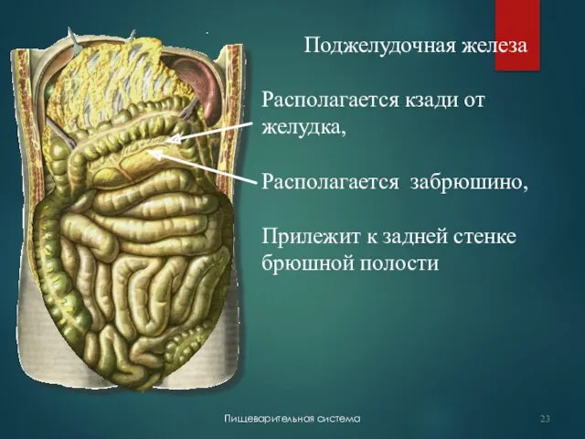 Пищеварительная система Поджелудочная железа Располагается кзади от желудка, Располагается забрюшино, Прилежит к задней стенке брюшной полости