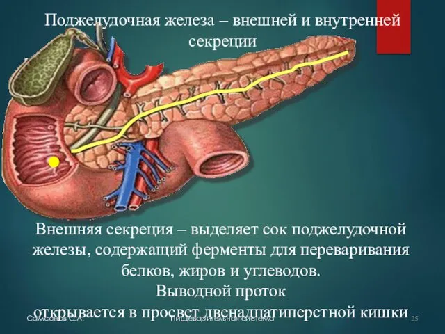 Самсонов С.А. Пищеварительная система Поджелудочная железа – внешней и внутренней