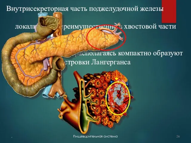 . Пищеварительная система Внутрисекреторная часть поджелудочной железы локализована преимущественно в