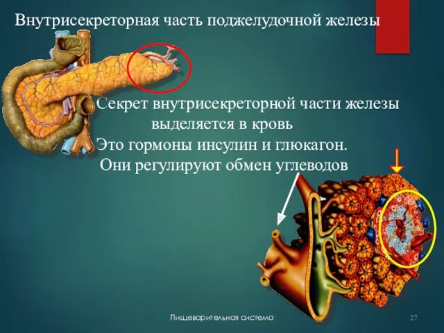 Внутрисекреторная часть поджелудочной железы Секрет внутрисекреторной части железы выделяется в