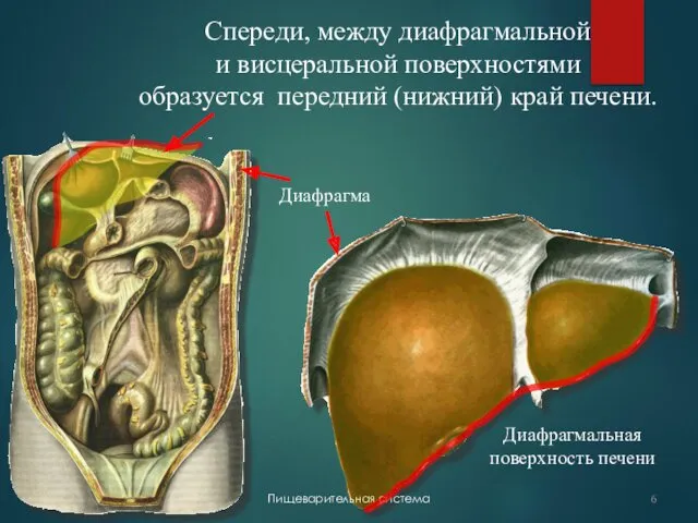 Спереди, между диафрагмальной и висцеральной поверхностями образуется передний (нижний) край