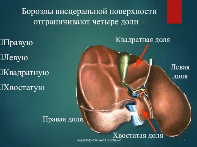 Борозды висцеральной поверхности отграничивают четыре доли – Правую Левую Квадратную