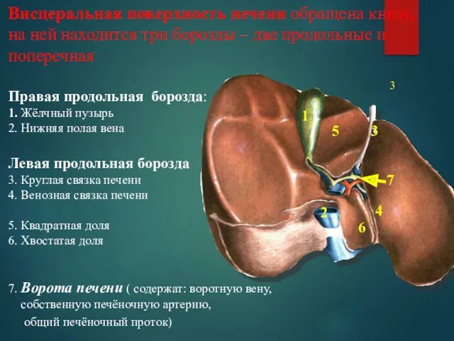 Висцеральная поверхность печени обращена книзу, на ней находится три борозды