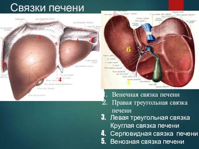 5 1 1 4 2 3 Связки печени 6 4